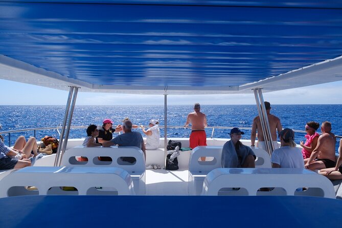 Madeira Dolphin and Whale Watching on a Ecological Catamaran - Price, capacity, and what you’re actually paying for