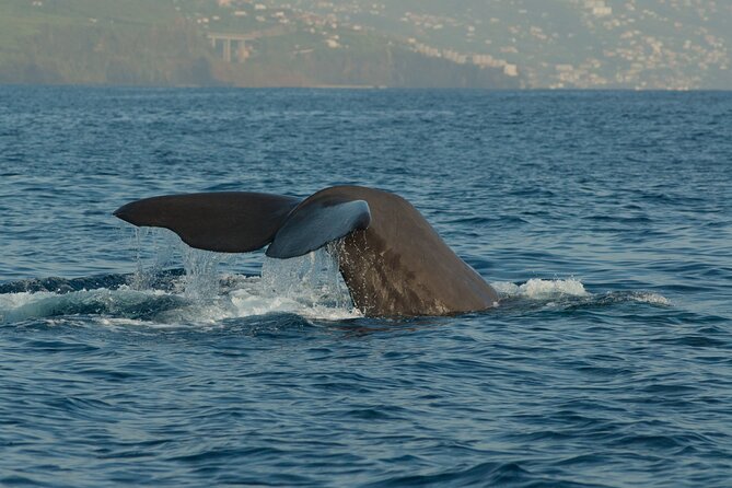 Madeira Dolphin & Whale Watching Tour - Madeira Dolphin & Whale Watching on a RIB, what the experience feels like