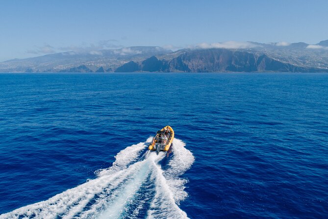 Madeira Dolphin & Whale Watching Tour - On board briefing and marine biologist talk, how it changes what you notice