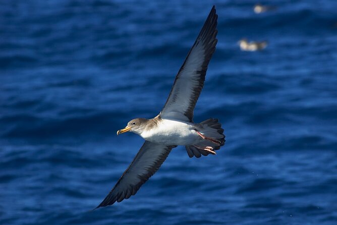 Madeira Dolphin & Whale Watching Tour - The RIB ride from Funchal, speed, comfort, and what to wear