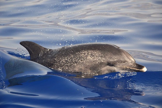 Madeira Dolphin & Whale Watching Tour - What you can realistically spot, pilot whales and dolphins in Madeira waters