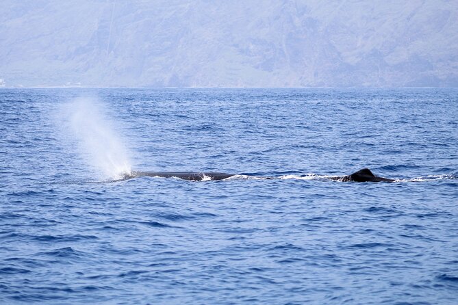 Madeira Dolphin & Whale Watching Tour - How long you’re really out there, and why time can change