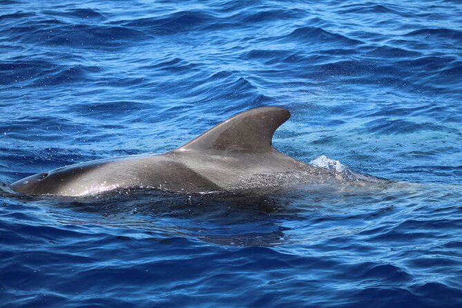 Madeira Dolphin & Whale Watching Tour - Viewing etiquette and wildlife rules, what “respectful” looks like on a RIB