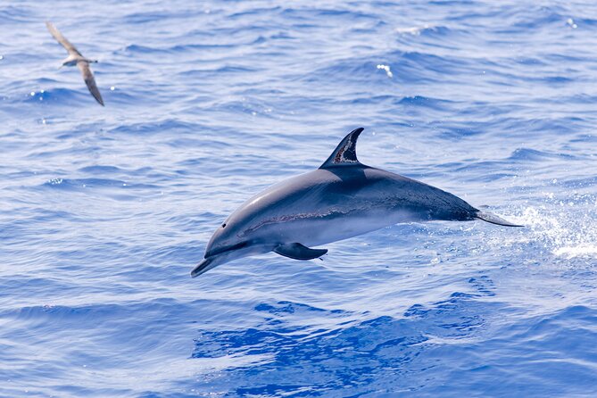 Madeira Dolphin & Whale Watching Tour - Where you meet in Funchal, and how check-in usually goes