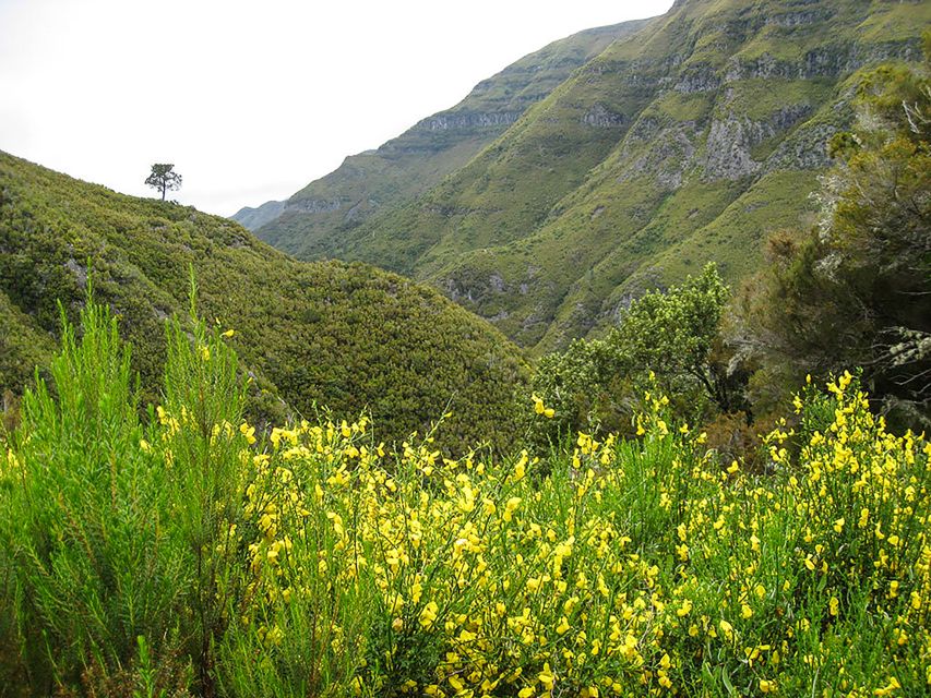 Madeira: Enjoy a Guided Levada Walk in the Rabaçal Valley - Key points before you go