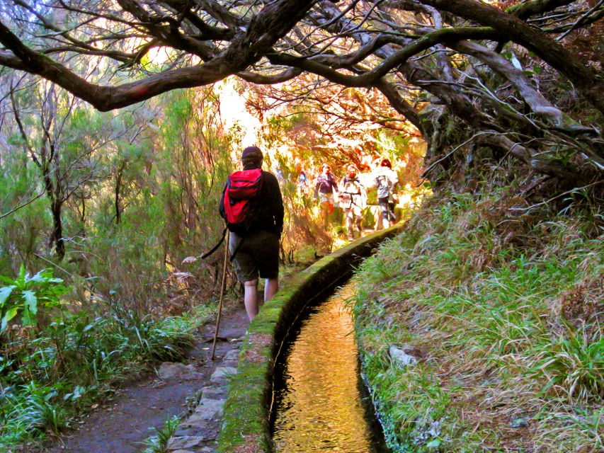Madeira: Enjoy a Guided Levada Walk in the Rabaçal Valley - What you will learn on the trail, from endemic plants to bird spotting