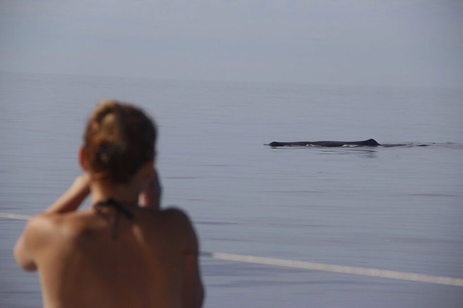 Madeira: Funchal Sunset Tour by Catamaran - The South Coast Cruise: How Dolphin and Whale Watching Actually Works