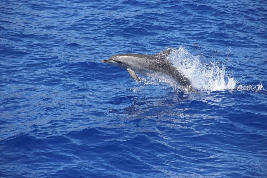 Madeira: Funchal Sunset Tour by Catamaran - Cabo Girao Cliff Stop: Swimming and Snorkeling Under Madeira’s Famous Drop