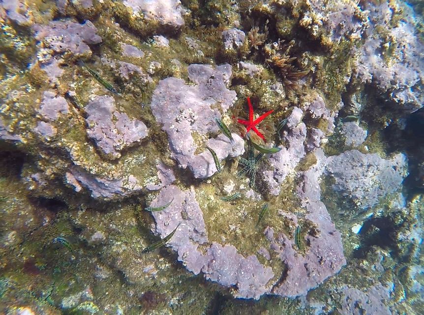 Madeira: Garajau Nature Reserve Kayak and Snorkel Tour - What to pack for Garajau: small details that keep you comfortable