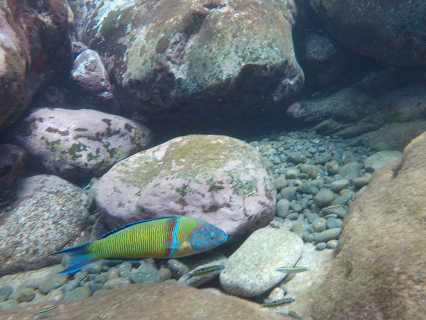 Madeira: Garajau Nature Reserve Kayak and Snorkel Tour - Should you book this Madeira Garajau Kayak and Snorkel Tour?