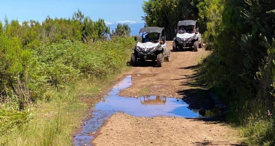 Madeira: Half-Day Off-Road Buggy Tour - Birds of prey on Madeira: a surprising stop topic