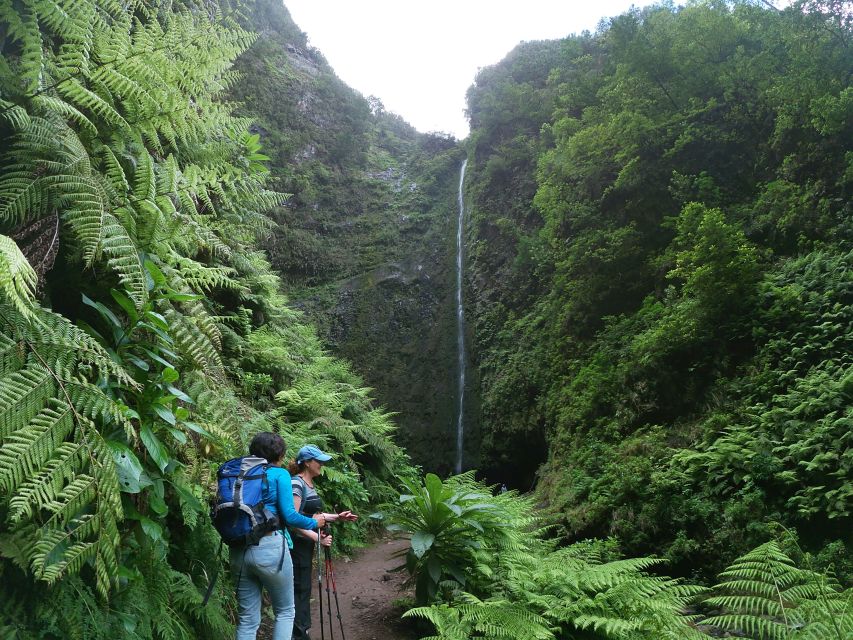 Madeira Island: Caldeirão Verde Levada Walk - Why the Caldeirão Verde Levada Walk feels like more than a photo stop