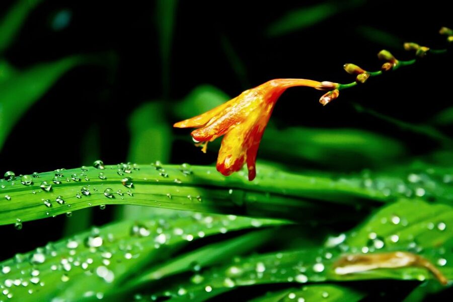 Madeira Island: Caldeirão Verde Levada Walk - Guides, pace, and the small things that change your day