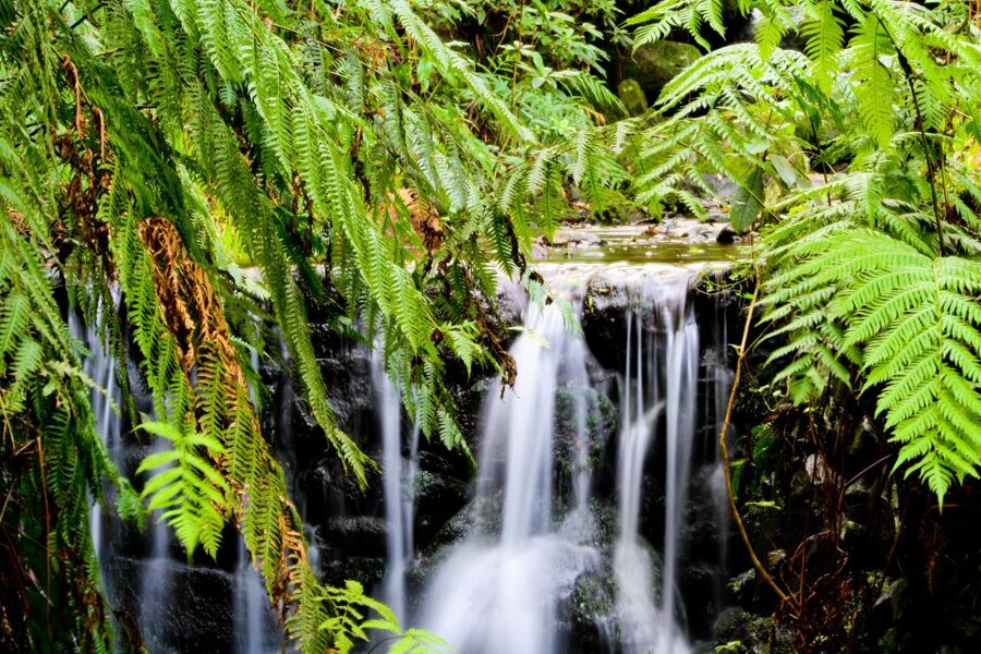 Madeira Island: Caldeirão Verde Levada Walk - Price and value: what you get for about $54 plus the 3€ trail fee