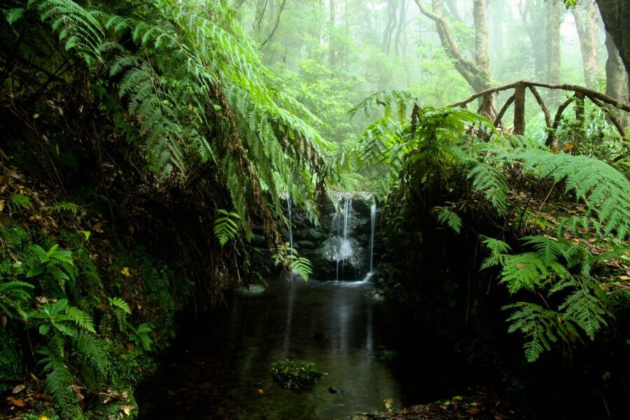 Madeira Island: Caldeirão Verde Levada Walk - Who should book, and who should skip this levada walk