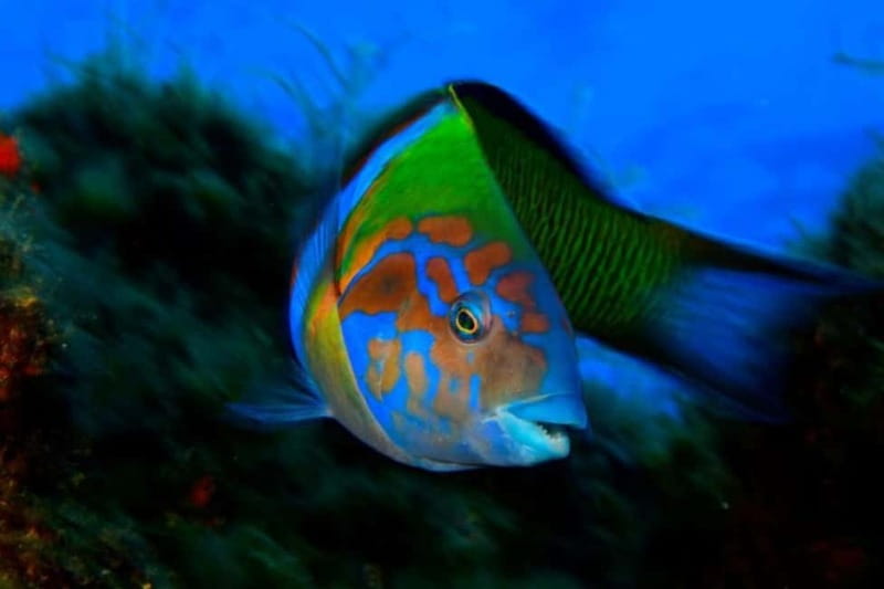 Madeira: Ponta de São Lourenço Snorkeling Boat Trip - Guides, Captains, and the Small Touches That Make It Feel Easy