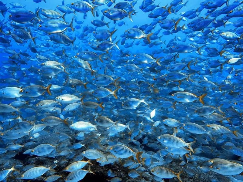 Madeira: Ponta de São Lourenço Snorkeling Boat Trip - Value for $41: What’s Included, What’s Not, and What to Bring