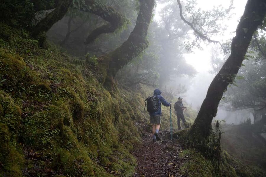 Madeira: PR 9 - Levada do Caldeirão Verde Hike Transfer - PR9 and Caldeirão Verde: why this levada hike is worth your time