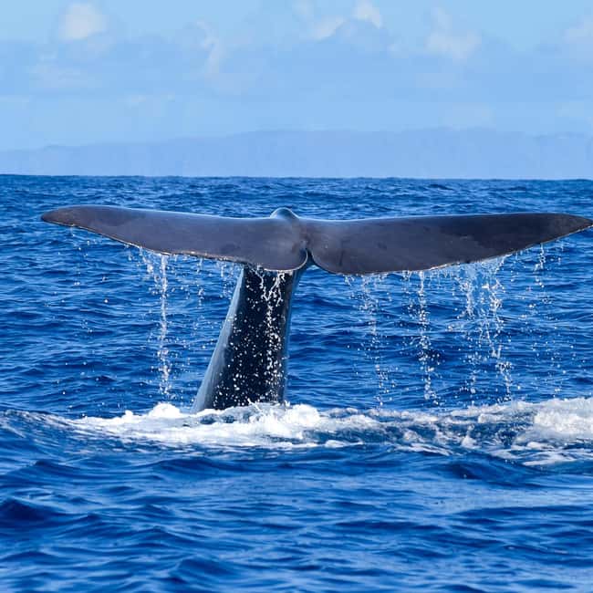 Madeira: Responsible Whales and/or Dolphins Watching Tour - Key Points to Know Before You Go