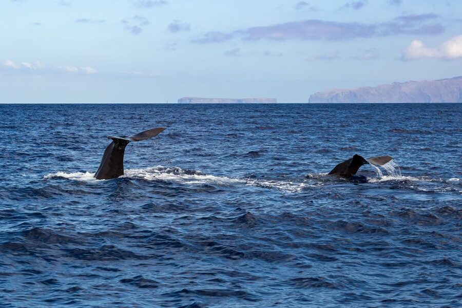 Madeira: Responsible Whales and/or Dolphins Watching Tour - Duration and How to Set Expectations for a Two-Hour Tour
