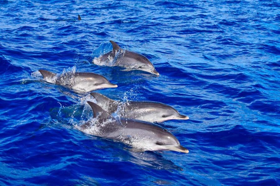 Madeira: Responsible Whales and/or Dolphins Watching Tour - Why Madeira Is a Strong Bet for Whales and Dolphins