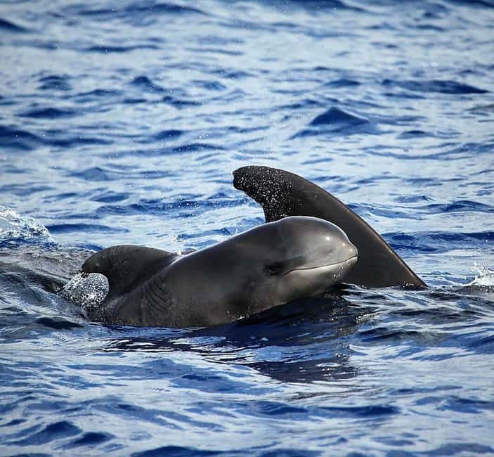 Madeira: Responsible Whales and/or Dolphins Watching Tour - From Funchal Marina to the Atlantic: Getting There Without Stress