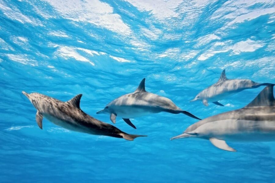 Madeira: Responsible Whales and/or Dolphins Watching Tour - The Search Method: How Land Spotters Improve Your Chances