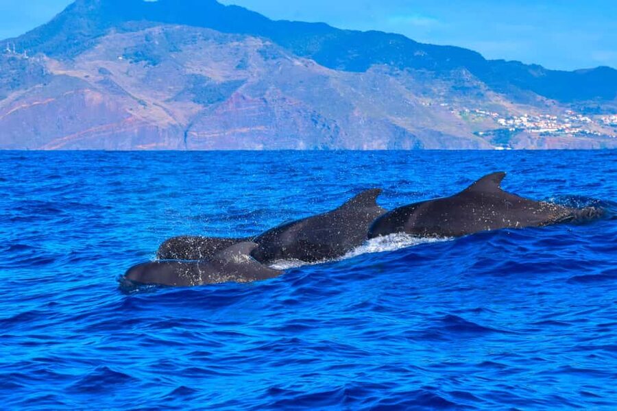 Madeira: Responsible Whales and/or Dolphins Watching Tour - What Happens After You Find Cetaceans: Ethical Viewing That Feels Natural
