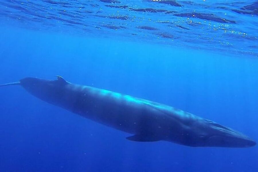 Madeira: Responsible Whales and/or Dolphins Watching Tour - Besides Whales and Dolphins: Bonus Wildlife You Might Spot