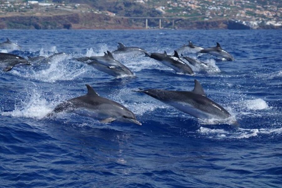 Madeira: Responsible Whales and/or Dolphins Watching Tour - The Human Side: Marine Biologists and Guides Who Actually Explain Things