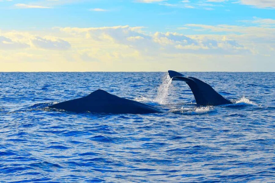 Madeira: Responsible Whales and/or Dolphins Watching Tour - Weather and Comfort: What to Wear for Madeira’s Atlantic Mood