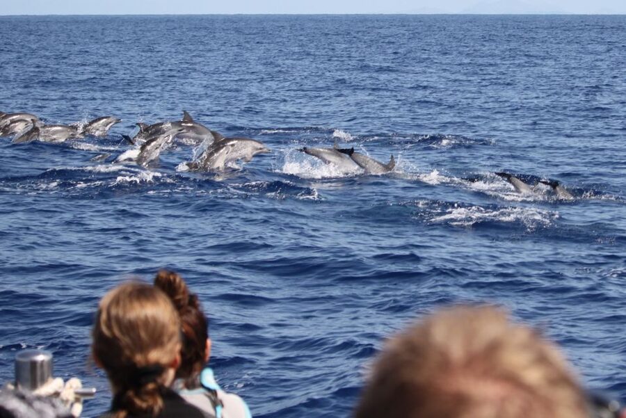 Madeira: Responsible Whales and/or Dolphins Watching Tour - The Speedboat Format, Small Group Feel, and What It Really Means