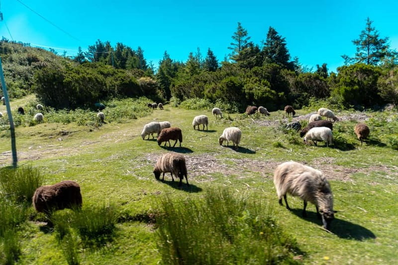 Madeira: Santana Jeep Safari and Referta Levada Walk - Ribeiro Frio and the Faial off-road adventure