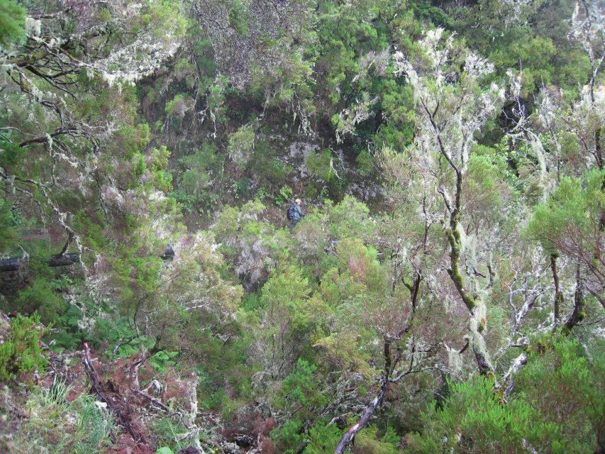 Madeira Walks - Rabaçal and the 25 Fountains - Who should book this (and who should skip it)