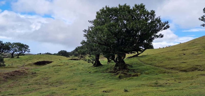 Madeira West Island Full-Day Tour with Fanal Forest - Ribeira da Janela, window rock, and the sea-shaped oddities