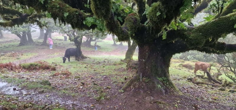 Madeira West Island Full-Day Tour with Fanal Forest - Seixal waterfall views, then São Vicente for a calm finale