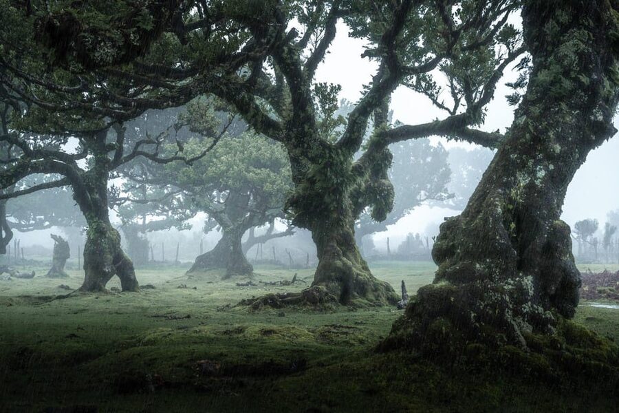 Madeira: West Tour With Guide Fanal Forest SykWalkExperience - Key Highlights You Will Actually Feel