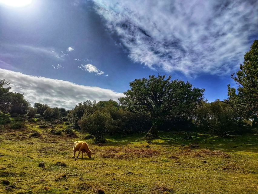 Madeira: Western Madeira Guided Trip & Fanal Mystic Forest - A Western Madeira Loop That Feels Like an Island Sampler
