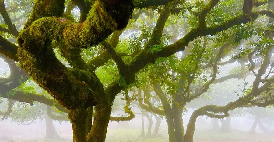 Madeira: Western Madeira Guided Trip & Fanal Mystic Forest - Cabo Girão Skywalk: Worth the Extra Fee for the Right Traveler