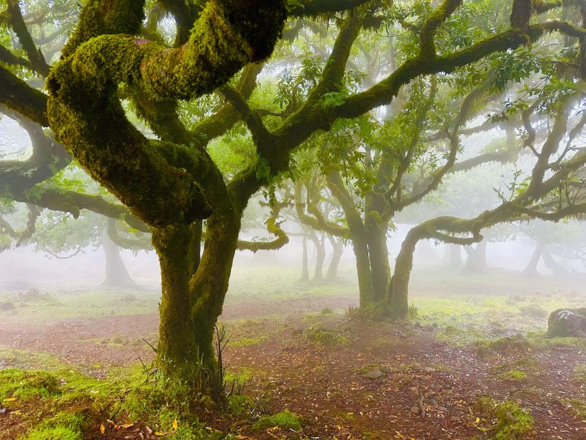 Madeira: Western Madeira Guided Trip & Fanal Mystic Forest - Fanal Mystic Forest: Laurissilva’s Fog-Tunnel Magic
