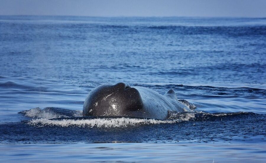 Madeira: Whale Watching Excursion in a Traditional Vessel - Key moments that make this whale watch worth your time