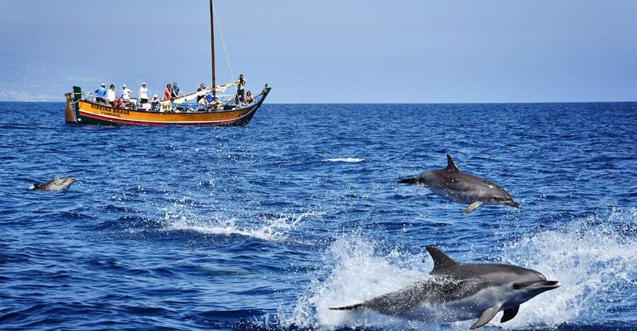 Madeira: Whale Watching Excursion in a Traditional Vessel - The Ribeira Brava: a wooden boat that changes the whole feel