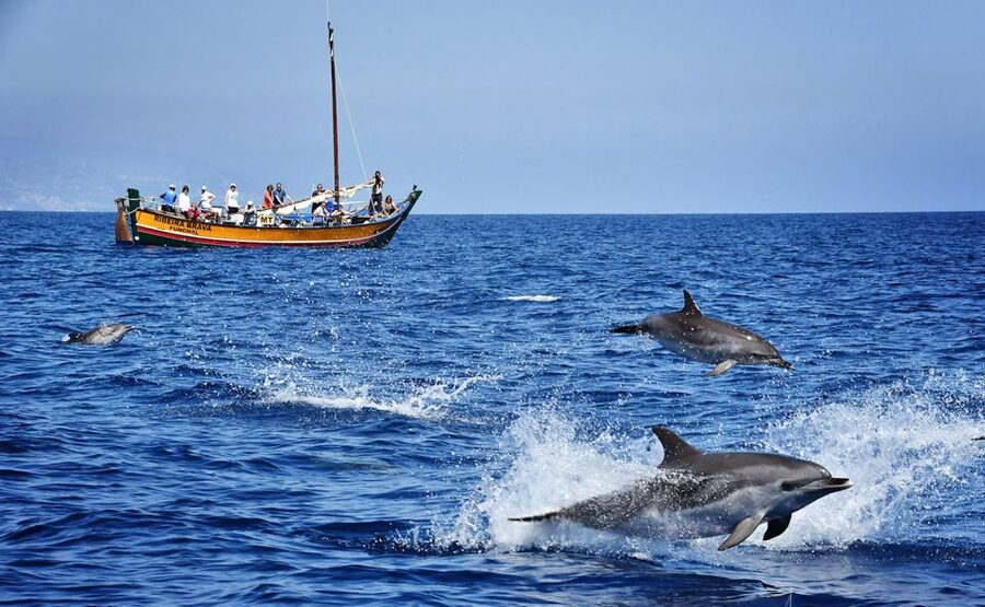 Madeira: Whale Watching Excursion in a Traditional Vessel - Marine mammal odds: why the 85.6% success rate matters