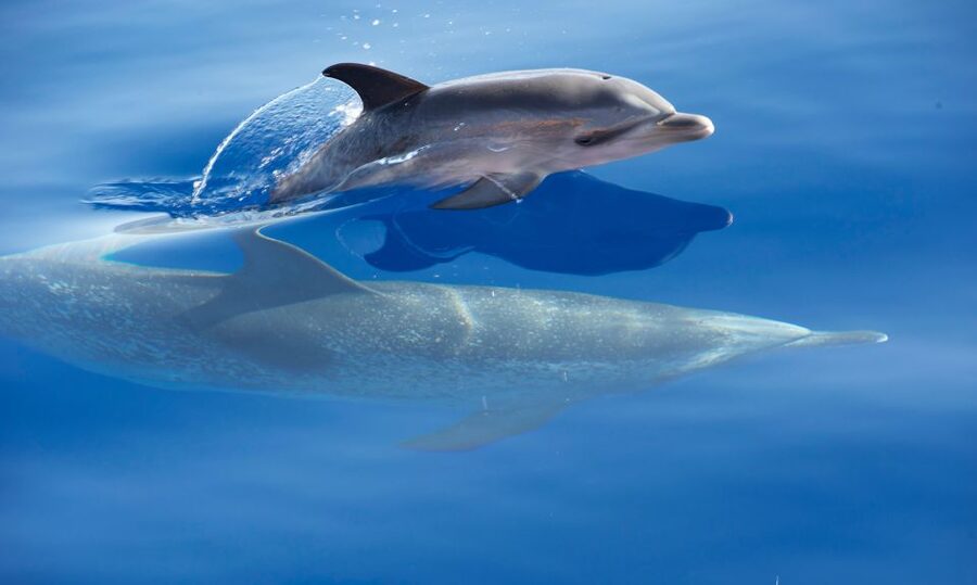 Madeira: Whale Watching Excursion in a Traditional Vessel - What the guides actually do for you at sea