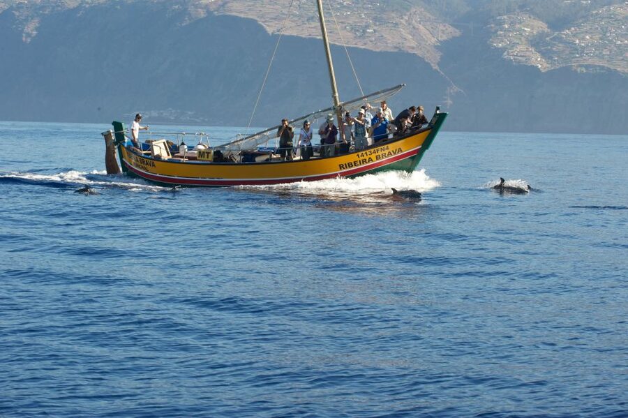Madeira: Whale Watching Excursion in a Traditional Vessel - Price and value: why $53 feels fair for this setup