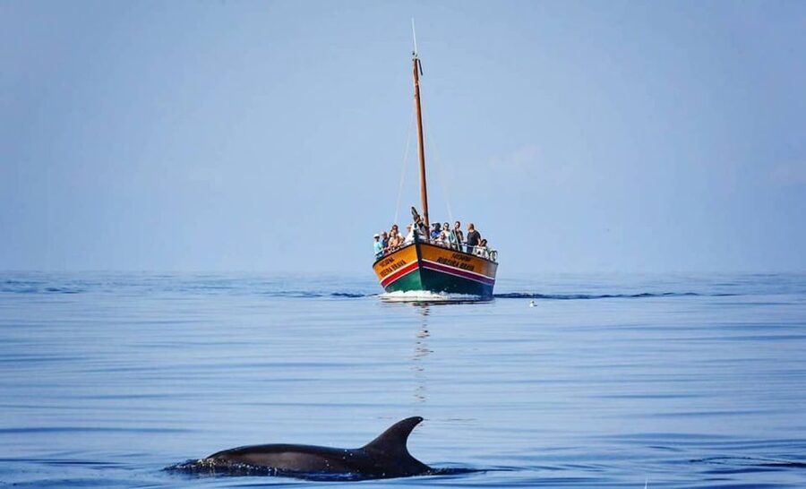Madeira: Whale Watching Excursion in a Traditional Vessel - Practical stuff you’ll want to know before you go