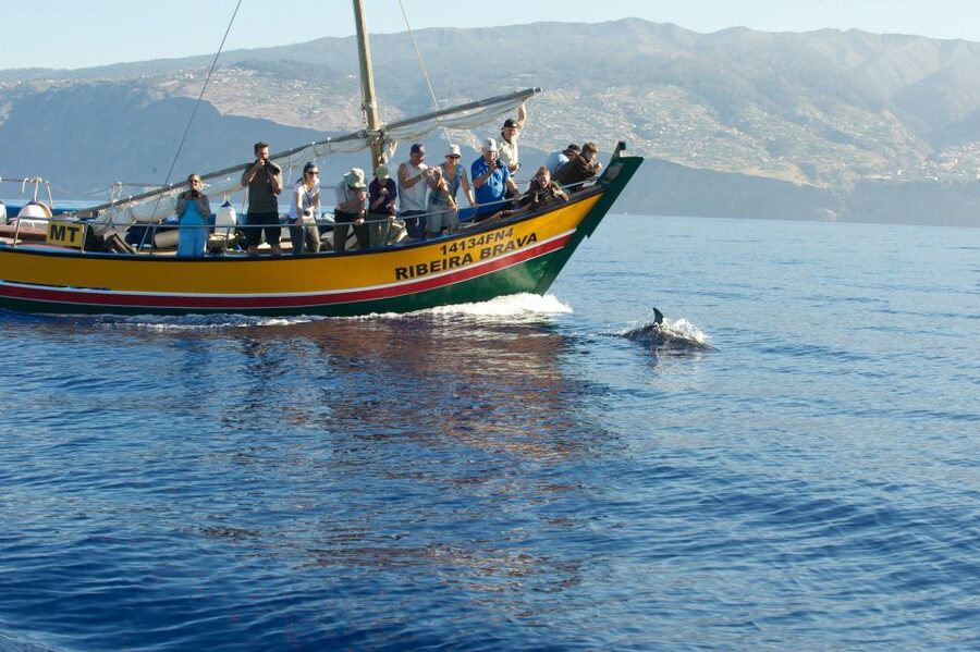 Madeira: Whale Watching Excursion in a Traditional Vessel - Should you book this Madeira whale watching excursion?