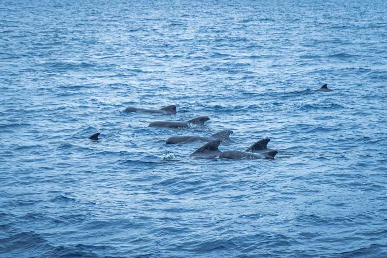 Madeira : Whales and Dolphins wooden boat excursion - Key highlights worth your attention