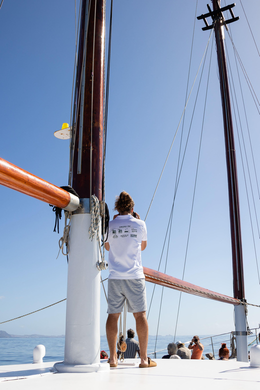 Madeira : Whales and Dolphins wooden boat excursion - Finding Bonita da Madeira at Pier 8, Funchal