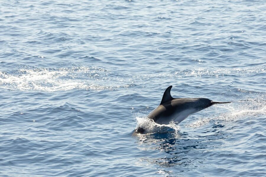 Madeira : Whales and Dolphins wooden boat excursion - Cabo Girão swim stop: the highlight, with one big condition
